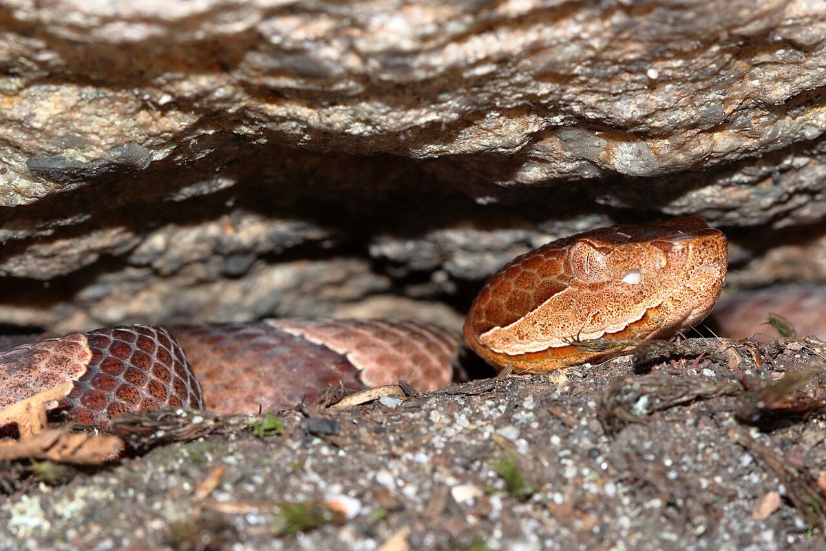 A copperhead snake with tan and brown bands on leaf litter