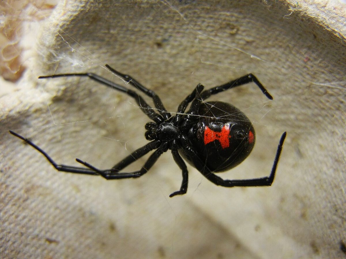 A black widow spider in her web showing the red hourglass on her belly
