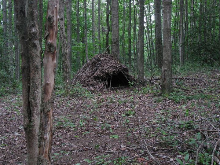 A finished debris hut: a low mound of sticks and leaves among trees