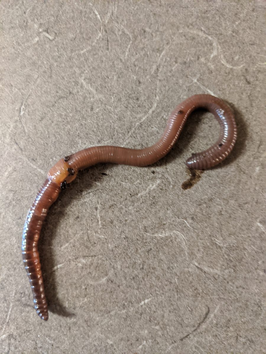 An earthworm on soil