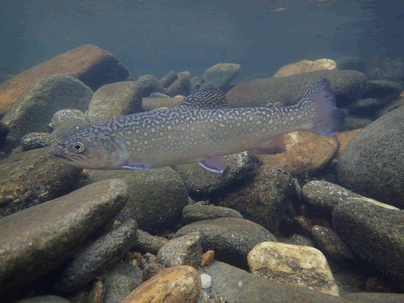 A brook trout under clear water