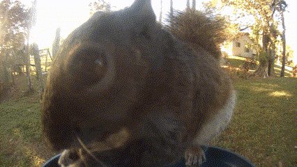 An eastern gray squirrel in fallen leaves