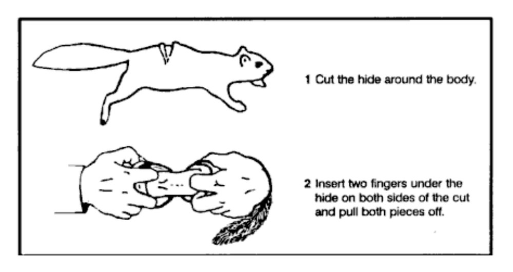 Drawing of cutting the hide around a small animal and pulling it off
