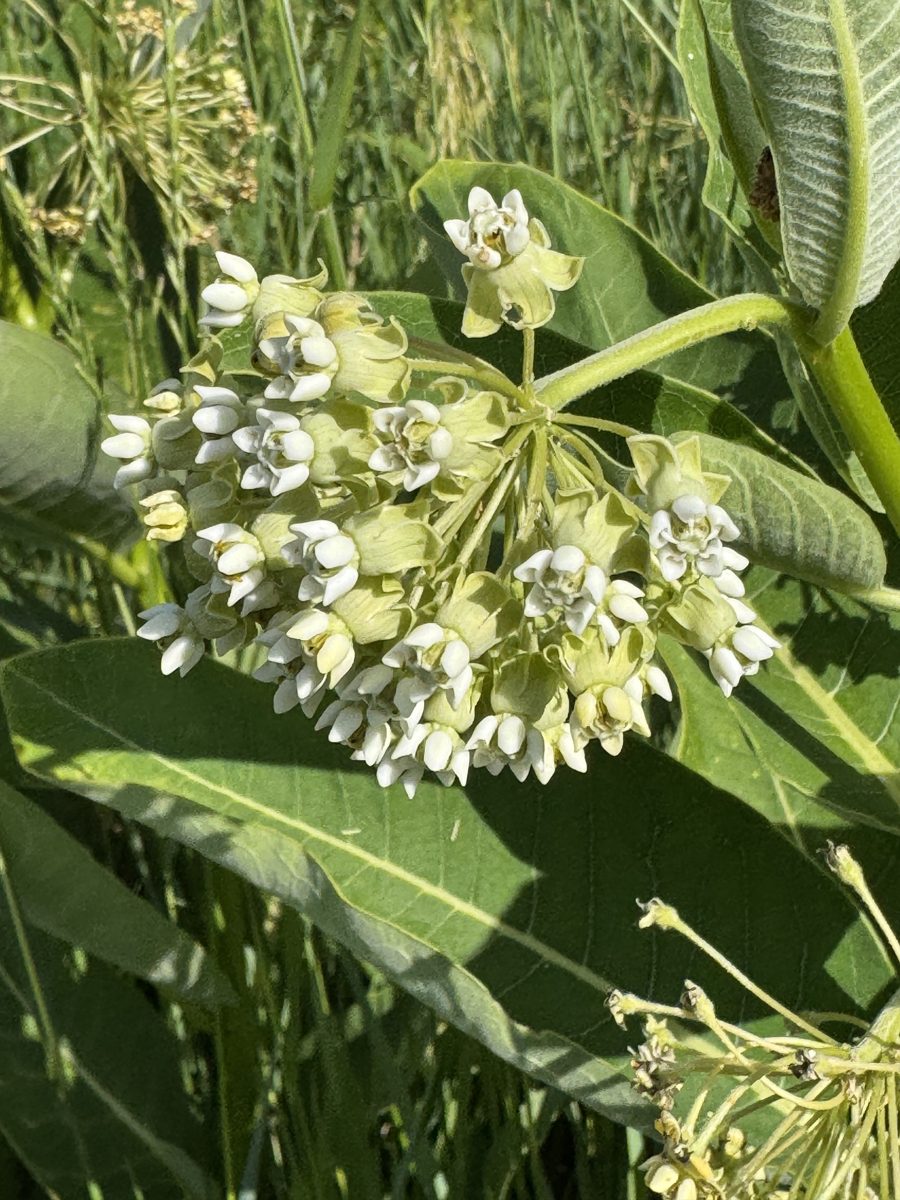 Common milkweed flowers and leaves