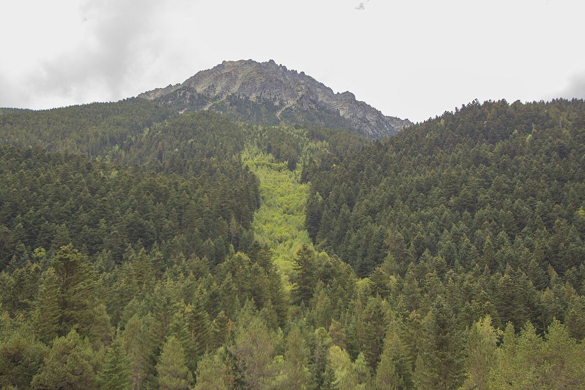 A straight strip of mountainside stripped of trees running down through forest