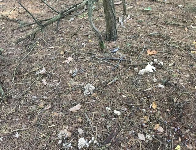 Forest floor thickly covered in brown pine needles