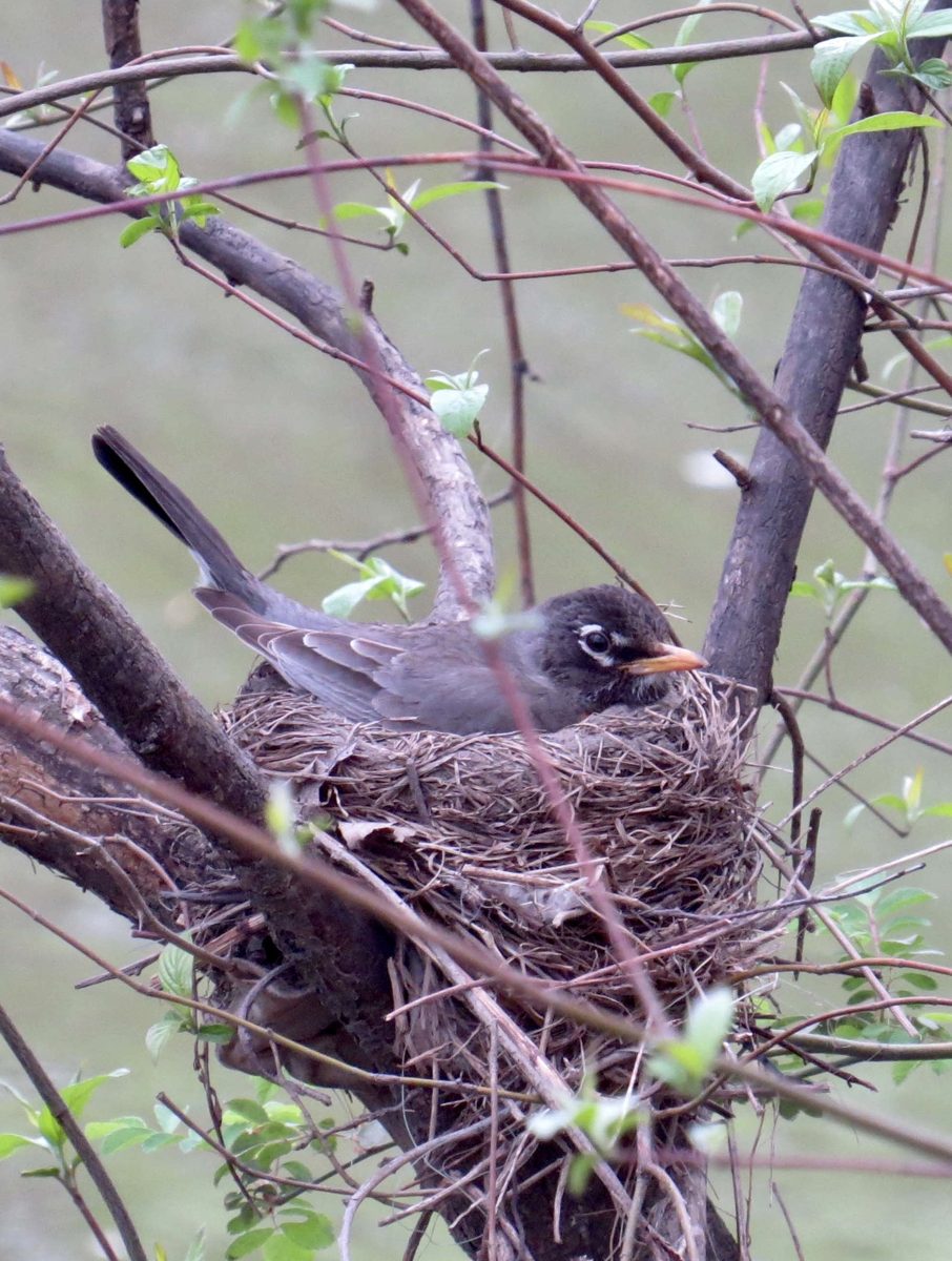 A robin nest in a shrub