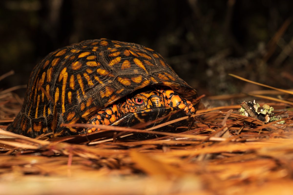 An eastern box turtle with a patterned shell