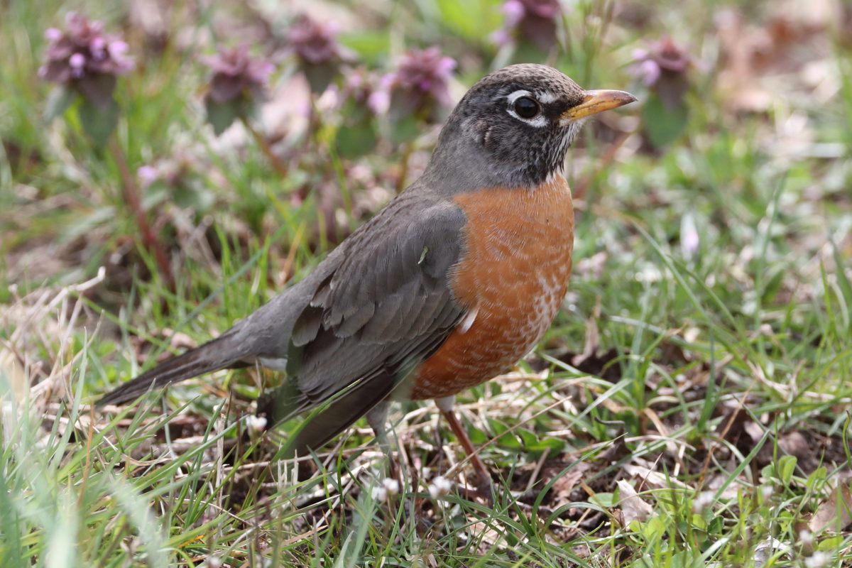 An American robin on the ground