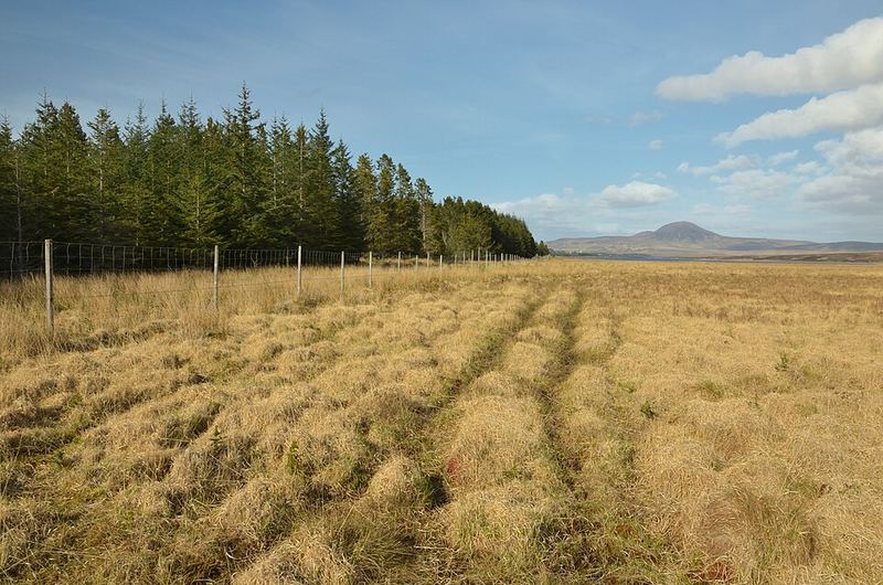 Narrow paths worn by deer through tall dry grass