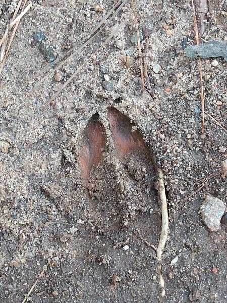 A split-hoof white-tailed deer track pressed into soft ground