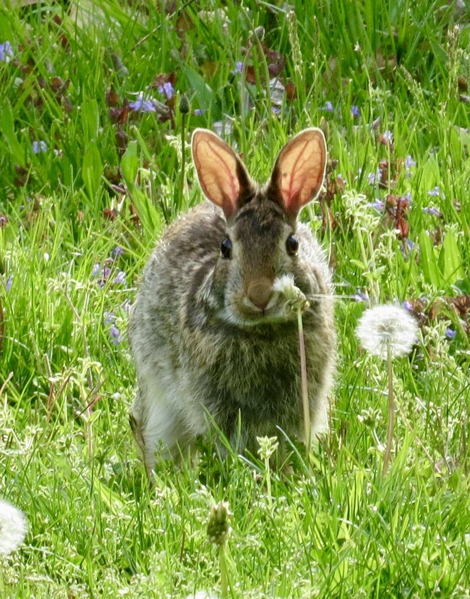 A cottontail rabbit in grass