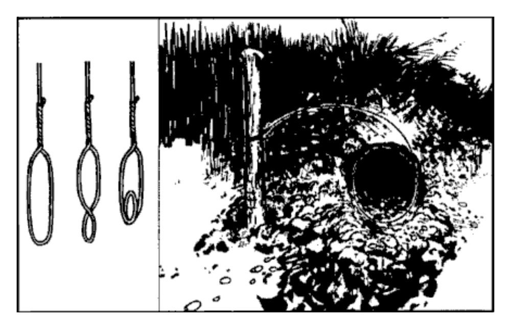 Drawing of wire snare loops set over a den hole