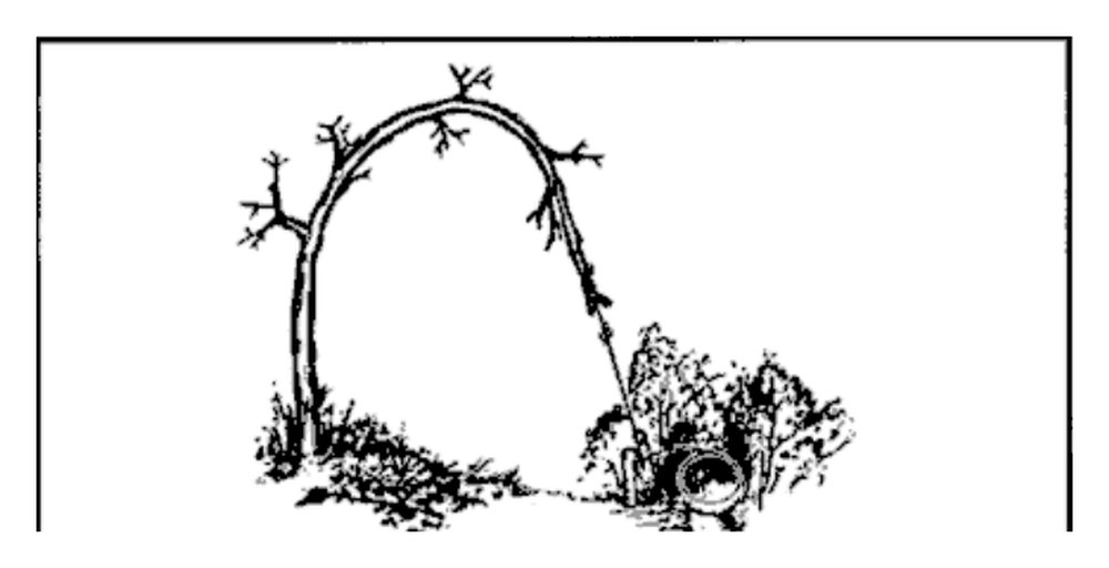 Drawing of a twitch-up snare made from a bent sapling