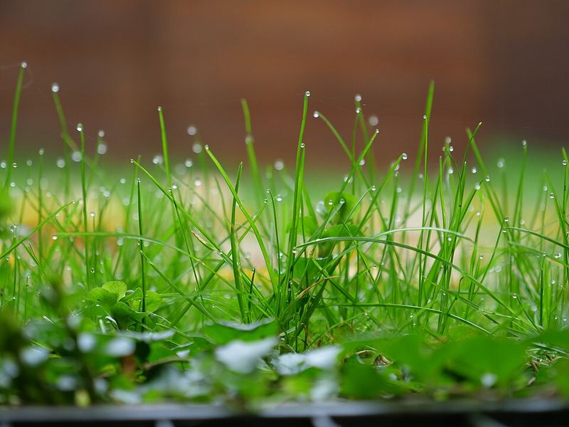 Blades of grass tipped with drops of morning dew