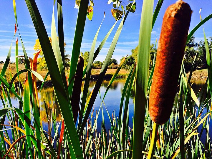 Cattails with brown seed heads growing at the edge of a pond