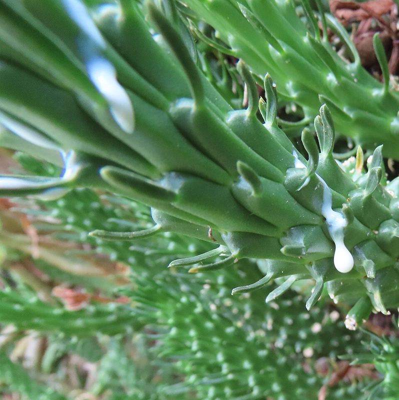 White drops of milky latex oozing from a broken Euphorbia stem