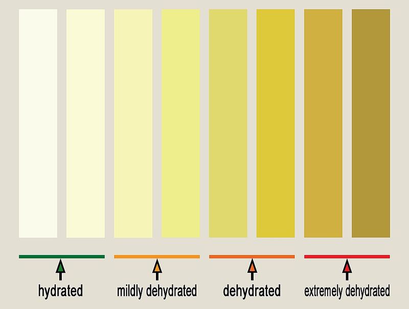 A chart of urine colors from pale to dark brown labeled hydrated to extremely dehydrated