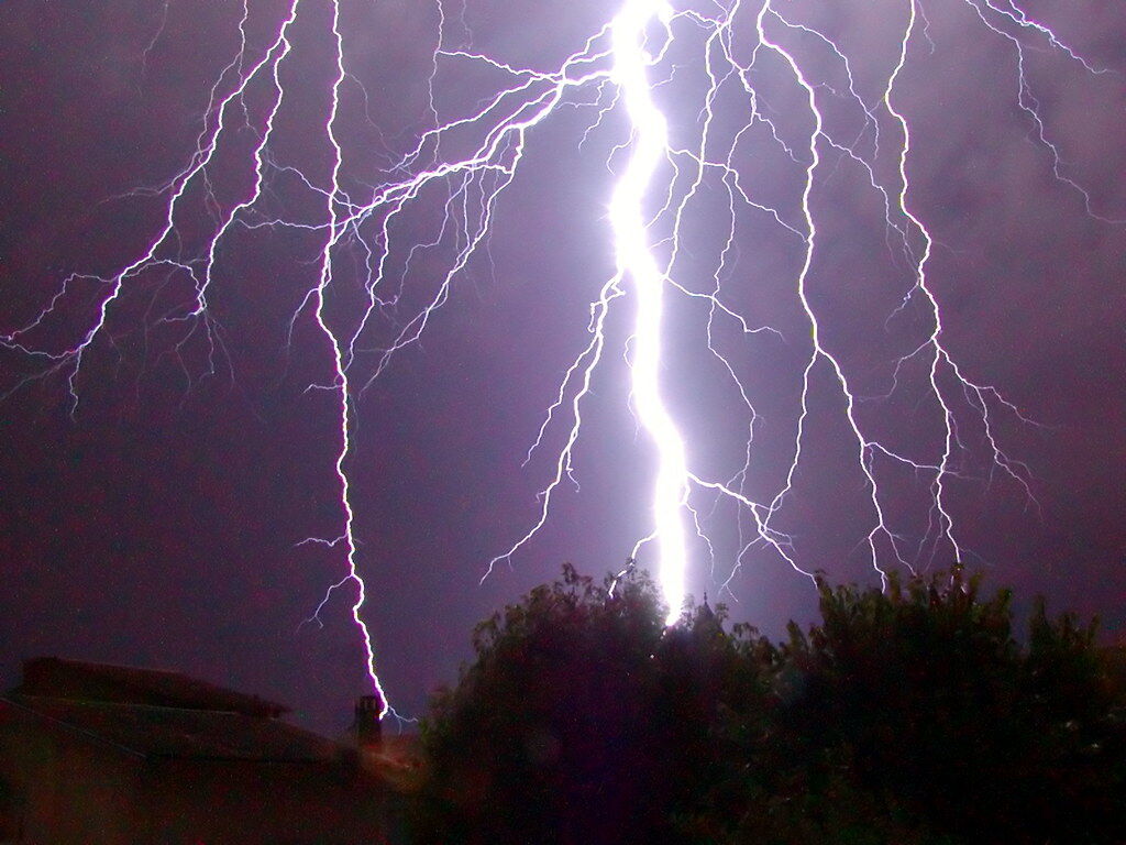 Several lightning bolts striking the ground at night beyond trees