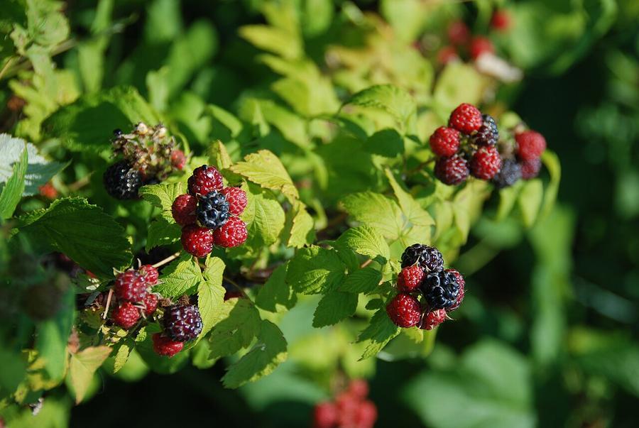 Black raspberry clusters with ripe black berries and unripe red ones