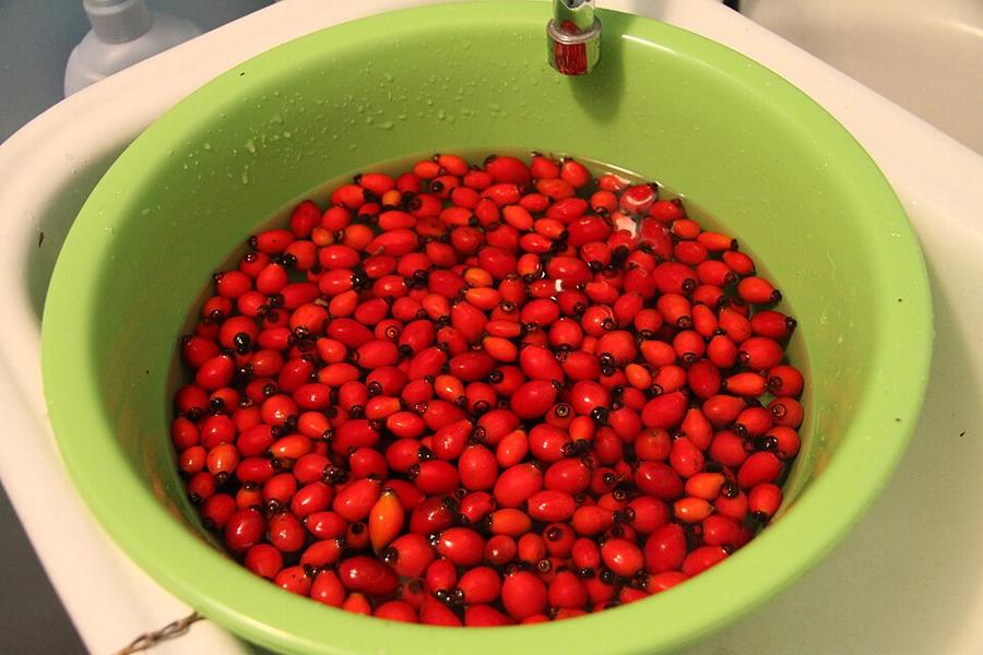 Rose hips being washed in a tub of water