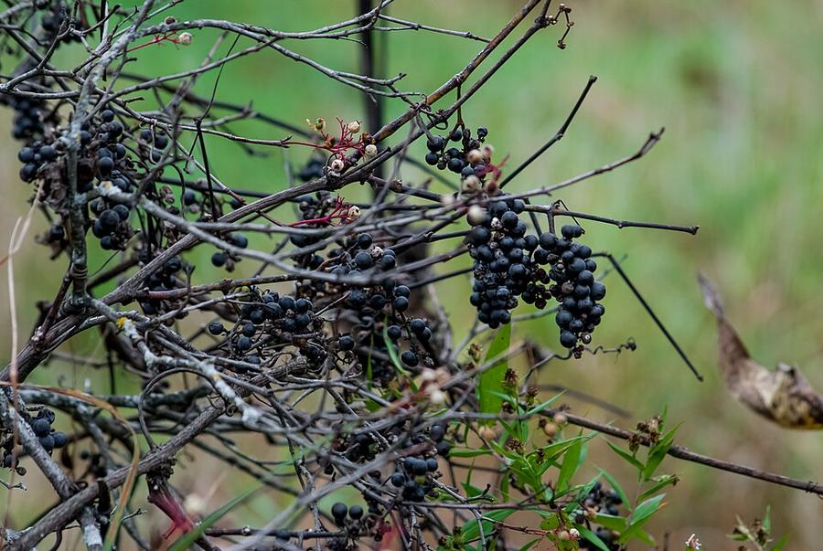 A bush full of ripe dark elderberry clusters