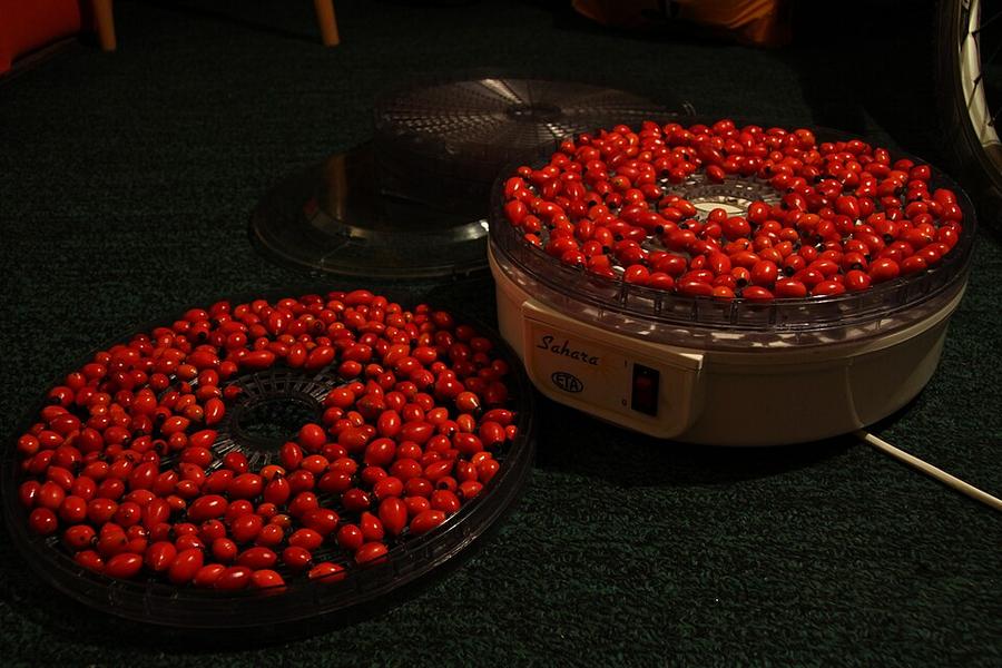 Rose hips spread out on racks to dry