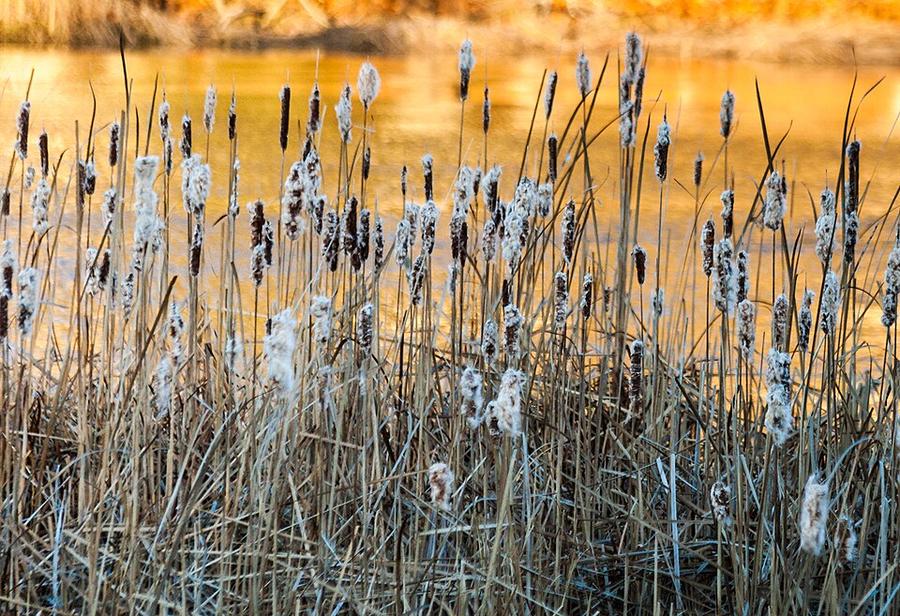 A marsh full of cattails in winter, with old fluffy heads from last year