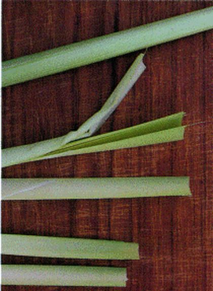 Cattail shoots with the outer leaves peeled back to the pale core