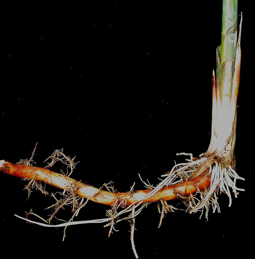 A cattail root (rhizome) with the white base of the shoot