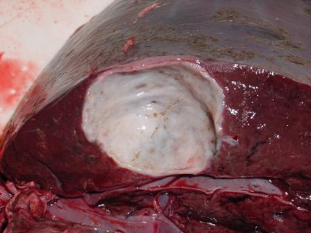 A cut deer liver with a hard white pocket where liver flukes (flat worms) live