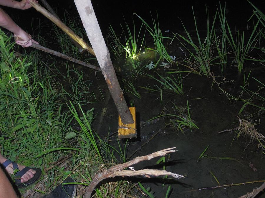Gigging a frog at night with a homemade gig