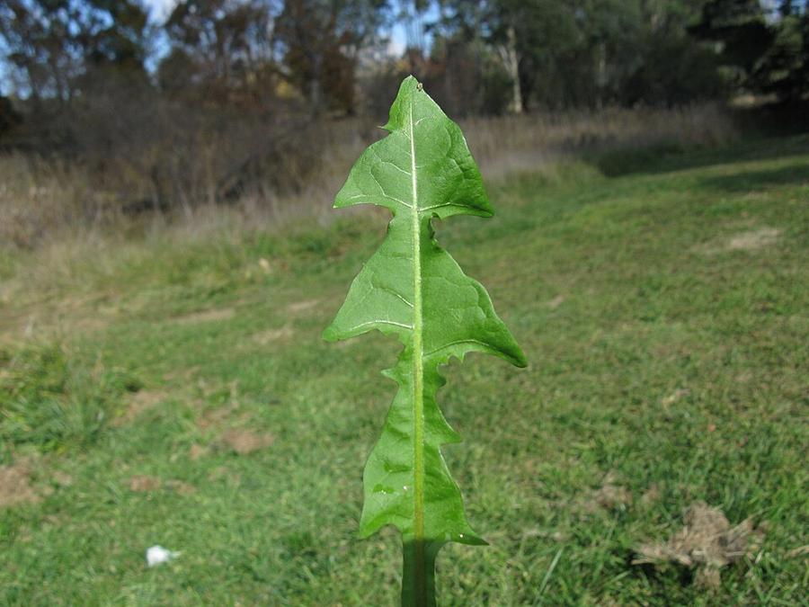 A dandelion leaf with its jagged edge