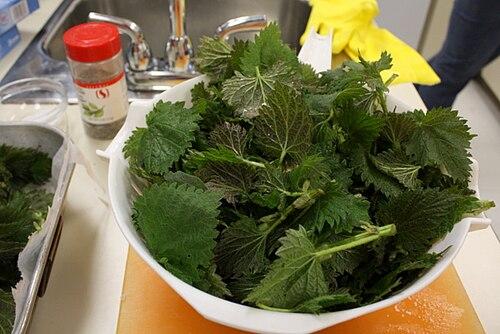 Picked stinging nettles in a colander, with rubber gloves to handle them