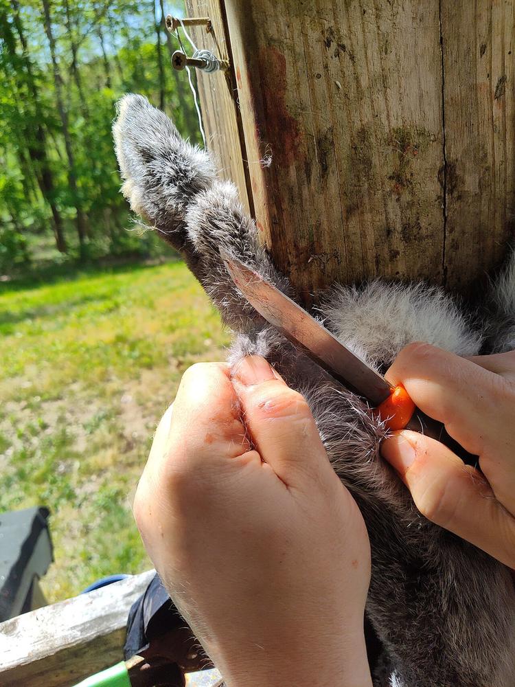 Starting the first cuts down the back legs (shown on a rabbit; a groundhog is opened the same way)