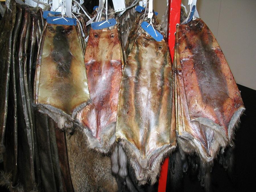 Raw muskrat skins, peeled off whole like socks, drying on boards