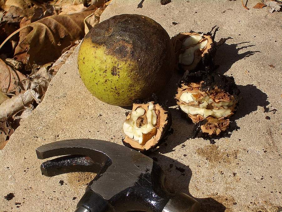 A black walnut in its green husk next to cracked walnut shells and a hammer