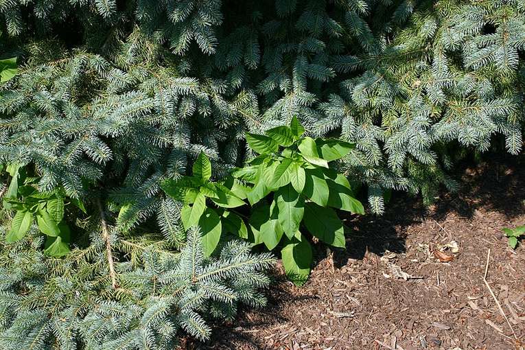 Young pokeweed plants with all-green stems
