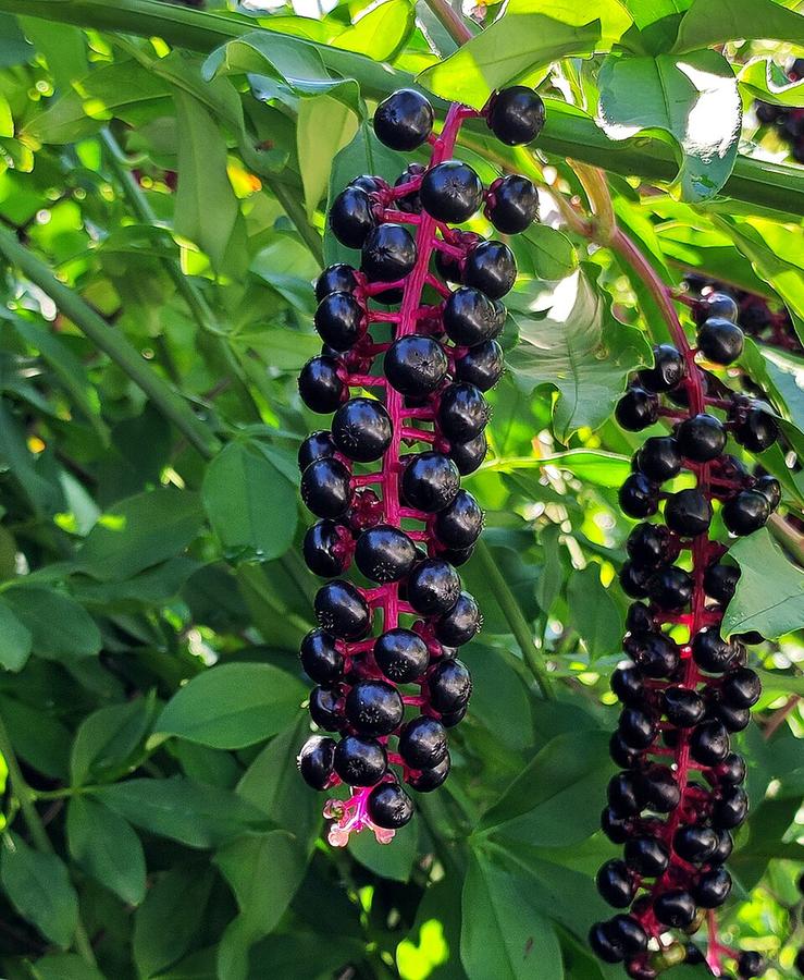 Grown pokeweed with red stems and dark purple berries: too old to eat