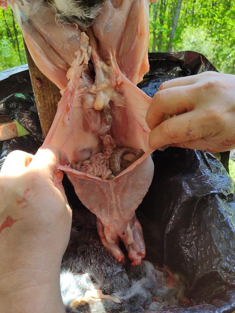 Opening the belly of a skinned rabbit