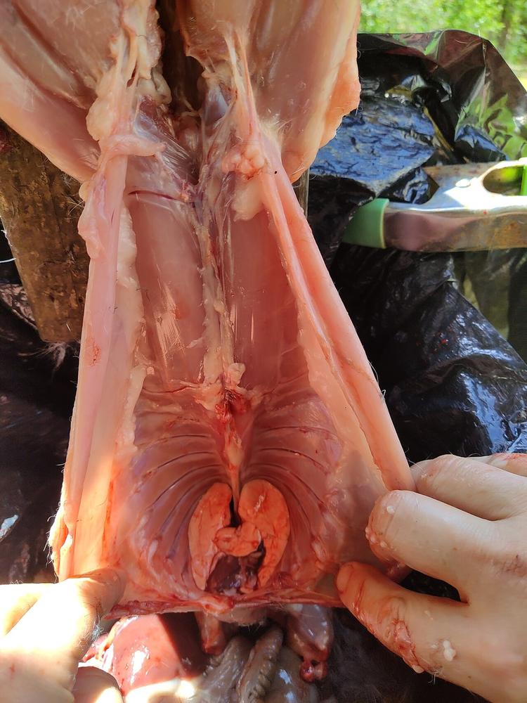 A rabbit with the belly cleaned out and the lungs still in the chest