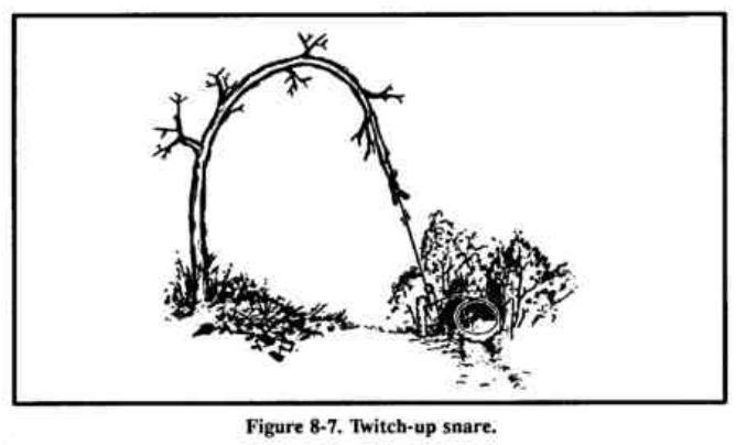 Drawing of a bent sapling over a trail with a snare loop hanging down