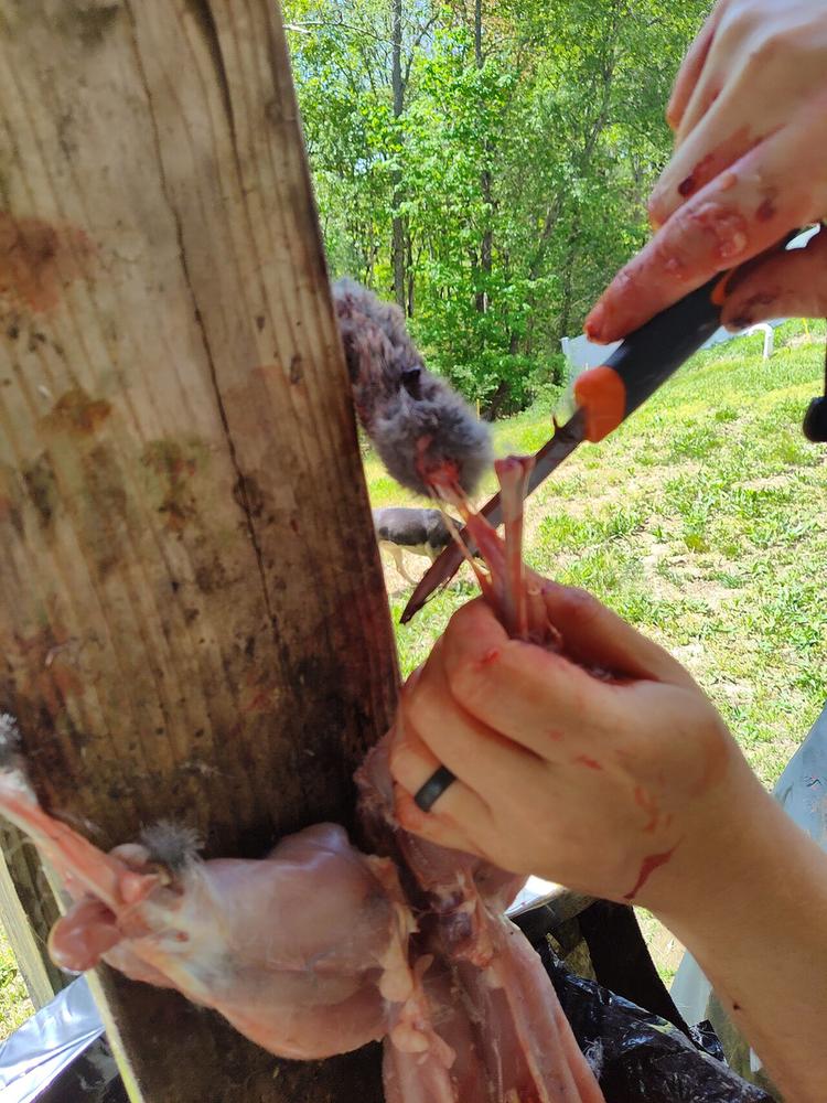 Cutting off the lower back legs of a rabbit