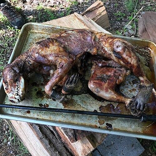 A whole roasted raccoon on a pan