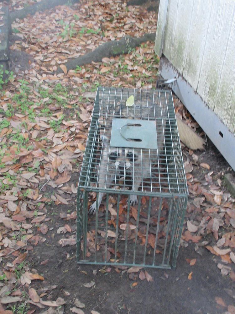 A raccoon in a metal cage trap