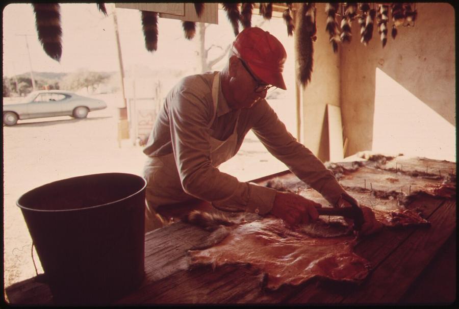 A man preparing raccoon, fox and bobcat skins on a table