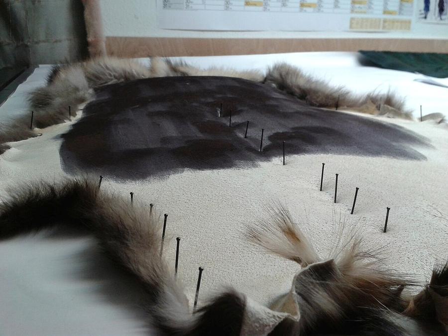 A raccoon skin nailed flat on a board to dry