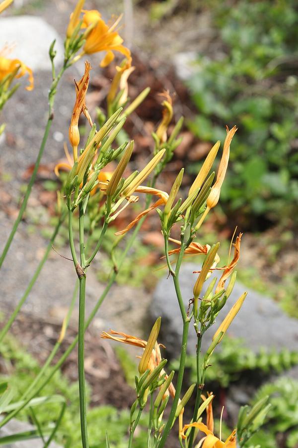 Daylily flower buds