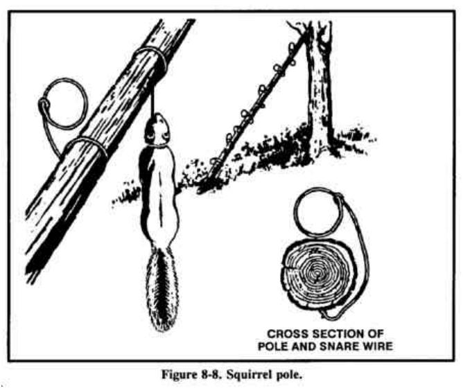 Drawing of a pole leaned on a tree with wire loops along it, and a squirrel caught in one