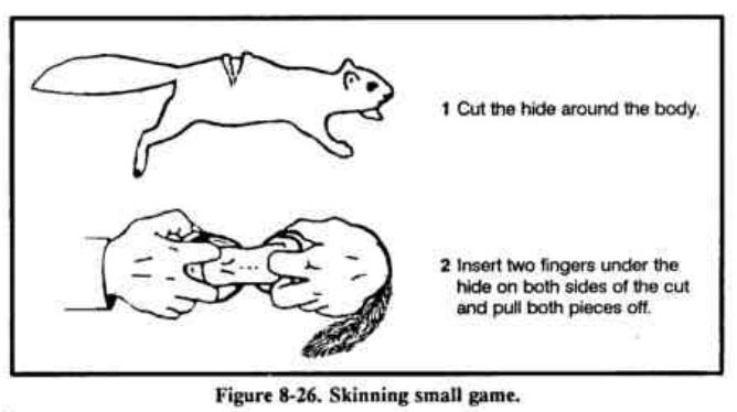Drawing: a cut across the middle of a squirrel's back, then two hands pulling the skin apart